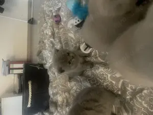 Bkh Kitten aus wunderschönen Wurf Bild 7