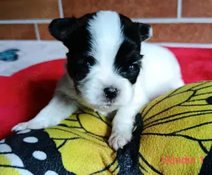 4 Schmetterlings Mädchen und 1 Bub aus dem Schwarzwald sind noch auf der Suche.