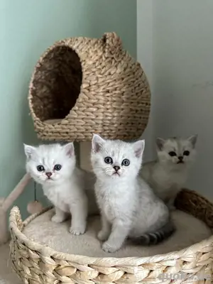 Drei reinrassige BKH-Kitten abzugeben