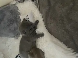 Bkh Kitten aus wunderschönen Wurf Bild 10