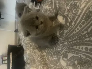 Bkh Kitten aus wunderschönen Wurf Bild 6