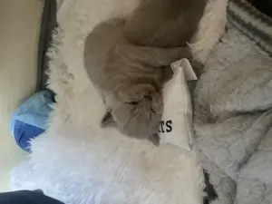 Bkh Kitten aus wunderschönen Wurf Bild 9