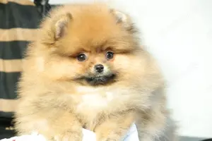 Kleiner und lieber Pomeranian Welpe (Rüde) zu verkaufen