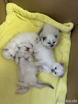 Reinrassige Heilige Birma Kitten 
