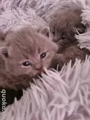 Baby BKH Kitten