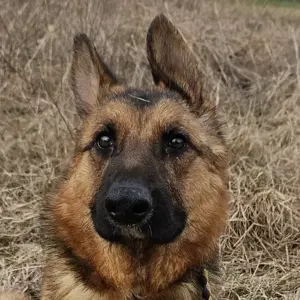 Lucija - Hundemädchen auf der Suche nach ihrer Herzensfamilie