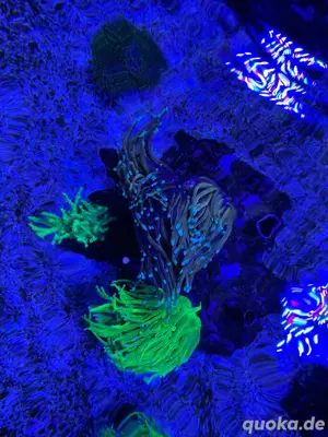 Beckenauflösung Meerwasser Bild 5