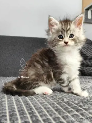 typvolles Maine Coon Kitten mit Stammbaum 