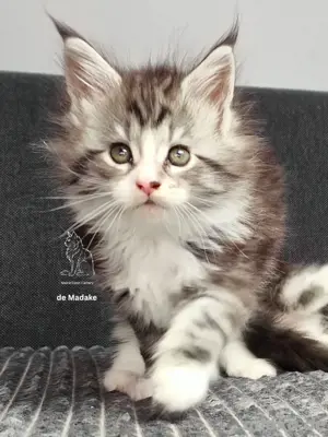 aufgewecktes Maine Coon Kitten mit Stammbaum 