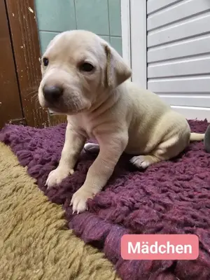 Labrador Weimaraner Mix Welpen in frühestens 5-6 Wochen abzugeben 