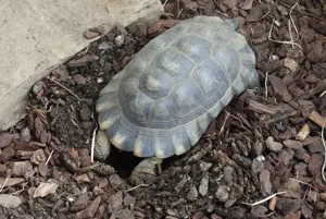 Breitrandschildkröte eierlegend zu verkaufen