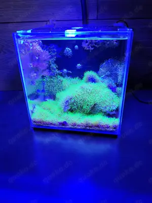 Nano Riff Meerwasser 