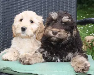 Cockapoos  Abgabebereit