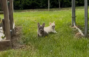 Chihuahuas reinrassig  Mai2025 Rüde+ Weibchen Bild 3