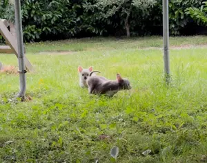 Chihuahuas reinrassig  Mai2025 Rüde+ Weibchen Bild 8
