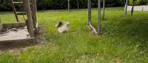 Chihuahuas reinrassig  Mai2025 Rüde+ Weibchen Bild 6