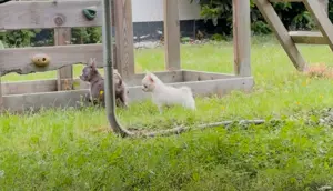 Chihuahuas reinrassig  Mai2025 Rüde+ Weibchen Bild 7