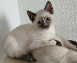 Tortie Point Mädchen entwurmt und geimpft