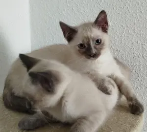 Thailändisches Kätzchen Tortie Point geimpft 