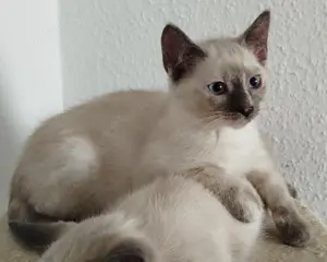 Thailändisches Kätzchen Tortie Point geimpft 