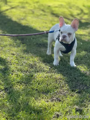 Französische Bulldogge 
