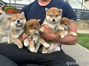 Shiba inu mit Papieren!