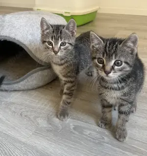 Katze europäische kurzhaar