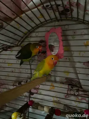 pfirsichköpfchen