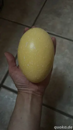 Nandu Eier