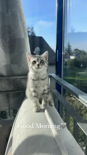 Katze und zubehör