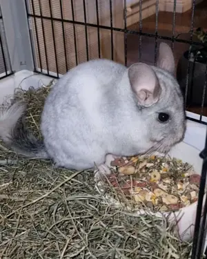 Chinchilla Männchen, 1 Jahre alt. 