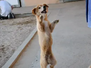 Gaber sucht sein Zuhause