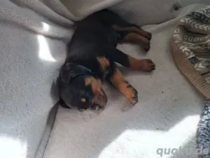 Rottweiler Welpen 