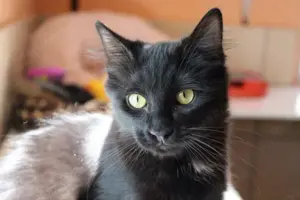 junge EKH Katze Matilde sucht neues Zuhause