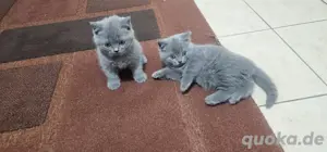 Bkh Katzen babys 