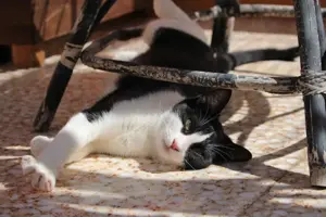 junger EKH Kater Mats sucht neues Zuhause