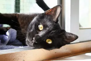 junge EKH Katze Merle sucht neues Zuhause