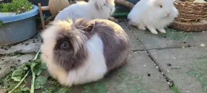 Zwei Löwenkopfkaninchen zu verkaufen