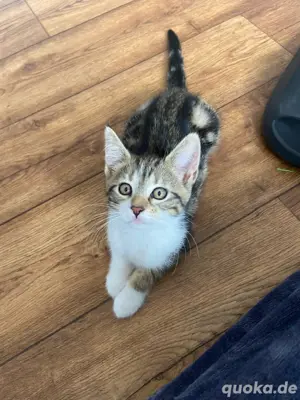 Maine-Coon-Mix Kitten