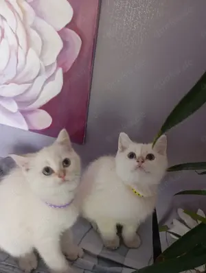 BKH Kitten zu verkaufen 