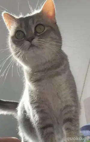 BKH Katze   Geimpft   Kastriert   Gechipt Sucht ein neues Zu Hause