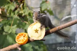 Chinesische Baumstreifenhörnchen