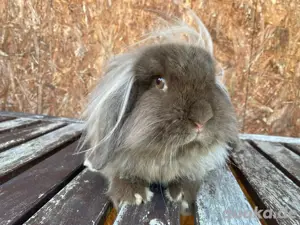 Zwergwidder Löwenwidder Kaninchen Kastriert