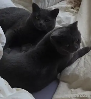 BKH Kater Papa&Sohn Suchen ein neues Zu Hause