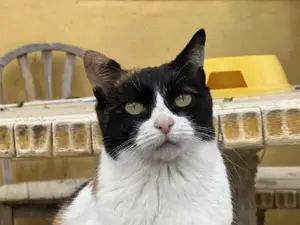 EKH Katze Annie (kastriert) sucht neues Zuhause