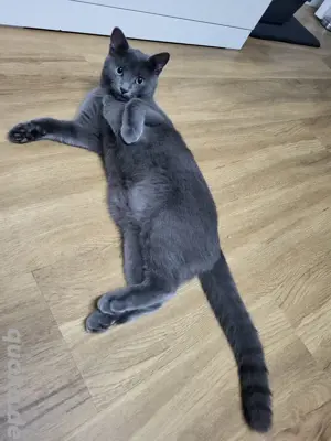Männliches Kitten (Hauskatze) gesucht   Spielgefährtin wartet schon!