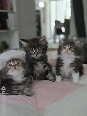 wunderschöne Norwegischewaldkatzen Mix Maine Coon Kitten 