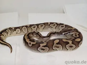 Projekt für Axanthik Vpi Desert Ghost  Bild 2