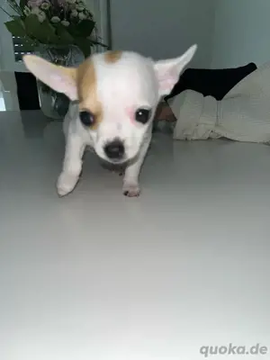  Chihuahua-Welpe  Cookie  (9 Wochen, kurzhaarig, reinrassig) sucht liebevolles Zuhause 