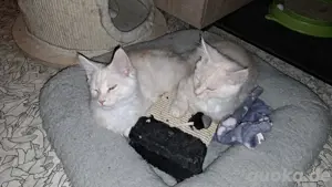 2 kleine Maine Coon Kitten ab sofort abgabebereit 